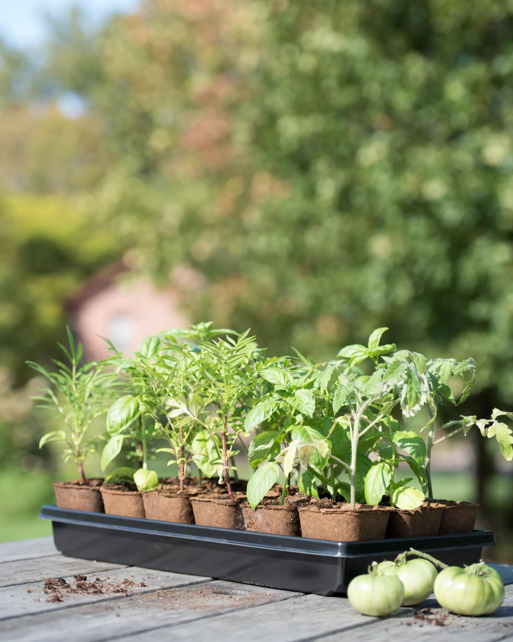 Rootrainer Seed Starter